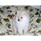 Pomeranian Welpen - Rüde