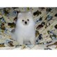 Pomeranian Welpen - Rüde