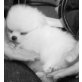 Pomeranian Welpen - Rüde