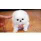-Pomeranian Welpen--, Zwergspitz - Rüde