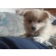 Pomeranian Zwergspitz  Chihuahua Welpen - Rüde