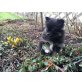 Pomeranian Zwergspitz Minimix Welpen - Rüde