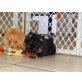 Pomeranian / Zwergspitz - Rüde