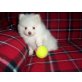 Pomeranian / Zwergspitz Welpen aus ausgezeich, Zwergspitz - Rüde