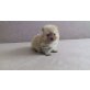 Pomeranian  zwergapitz  Welpen - Rüde
