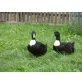 Pommern Ente - männlich
