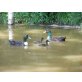 Pommern Enten - weiblich