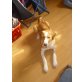 Pommes, Golden Redriever-Beagle - Rüde