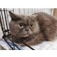 Pompeia Sabina, sucht liebevolles Zuhause - Katze