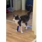 Pompetta-NOTFALL-, Hauskatze - Katze