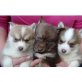 Pomsky - Rüde