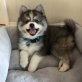 Pomsky Welpen, Siberian Husky - Rüde