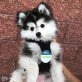 Pomsky welpen-whatsapp 004915175124296, Zwergspitz - Rüde