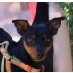 Pomy, Zwergpinscher - Rüde
