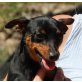 Pomy, Zwergpinscher - Rüde