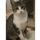 Poncho, fröhlicher Grautiger mit weiß - Kater