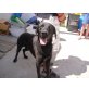 Pongo, Labrador - Rüde