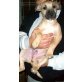 Pongo, Puggle Mix Welpen - Rüde