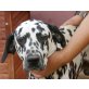 Pongo,lieber Familienhund, Dalmatiner - Rüde