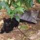Pontos und Dartagnan, Europäische Kurzhaarkatze - Kater