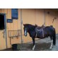 Pony - Wallach