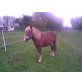 Ponymix - Hengst