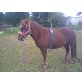 Ponymix - Stute