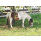 Ponymix - Stute
