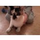 Pooja, Hauskatze und Straßenkater - Katze