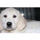 Popei, Golden Retriever Welpen - Rüde