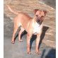 Popeye, Toller Hund auf der Suche nach dem Glück! - Rüde