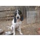 Popi sucht zuhause oder Pflegestelle, Sabuesco-Mix - Hündin