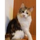 Poppet, Maine Coon - Katze