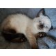 Poppy, Britisch Kurzhaarkatze - Katze