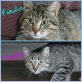 Poppy & Findus, Mischling - Katze