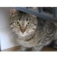 Poppy, Mischling - Katze