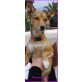 Poppy, Podenco-mix - Hündin
