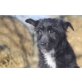 Poppy, Schnauzer-Mix Welpen - Hündin