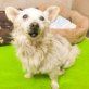 Poppy (jetzt Sofie), Spitz-Mix - Hündin