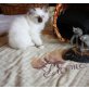 Portos, Heilige Birma - Kater