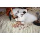 Portos, Heilige Birma - Kater
