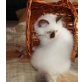 Portos, Heilige Birma - Kater