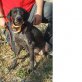 Portos, Jagdhund Mix sucht sehnsüchtig - Rüde