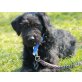 Portos, Spanischer Wasserhund Mix - Rüde