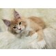 Poseidon, Maine Coon - Kater