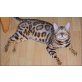 Poseidon und Olympia, Bengalkatze - Kater