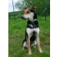 Pouska, Pinscher-Mix - Hündin