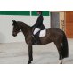 Power Princess, Hannoveraner - Stute