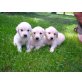 Prachtvolle Golden Retriever Welpen, Golden Retriever Welpen - Hündin