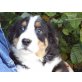 Prachtvoller Berner Sennen Rüde, Berner Sennenhund Welpen - Rüde